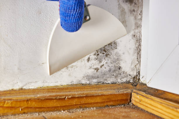 Best Real Estate Mold Inspection  in Stacy, MN