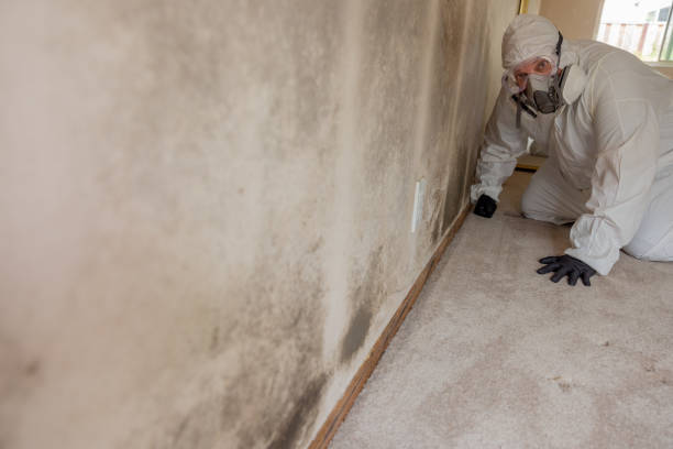 Mold Remediation for Vacation Homes in Stacy, MN